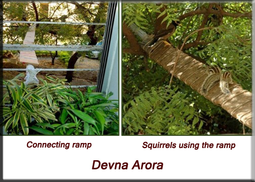 Devna Arora - Indian palm squirrel - allowing access